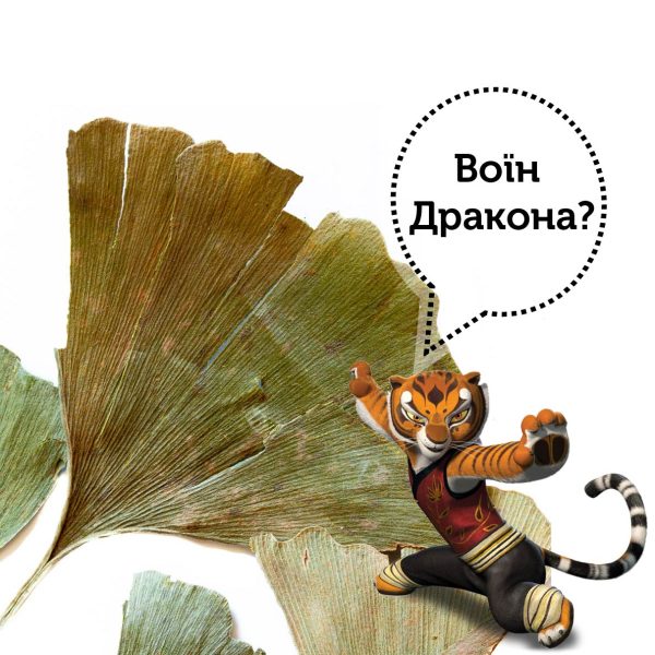Гінко Білоба - 50 г - Зображення 3